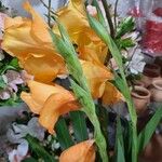 Gladiolus dalenii ᱵᱟᱦᱟ