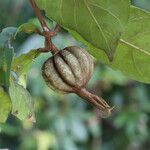 Rothmannia whitfieldii Fruit