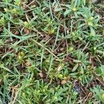 Pectis prostrata Hoja