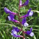 Vicia onobrychioides 花