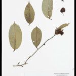 Eschweilera parvifolia