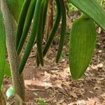 Vanilla planifolia फल