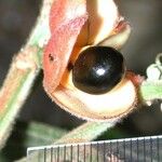 Cupania rufescens Fruit