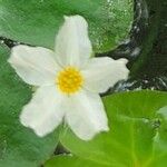 Nymphoides cristata Flower