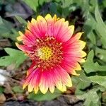 Gaillardia pulchella Kvet