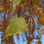 Betula pendula 葉