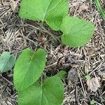 Arctium tomentosumLeaf