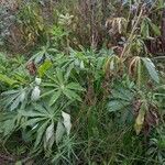 Lupinus polyphyllus Plante entière