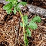 Potentilla thuringiaca Bark