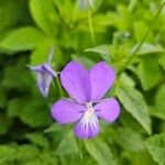 Viola cornuta Blomst