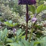 Angelica gigas Fiore