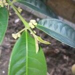 Siparuna guianensis പുഷ്പം