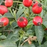 Rosa canina Fruit