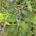 Plantago media Leaf