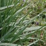 Sesleria caerulea Blad