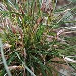 Carex brachystachys 形态