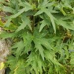 Delphinium dubium Leaf