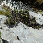 Saxifraga oppositifolia Hábito