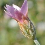 Xeranthemum cylindraceum Flower