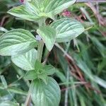 Spermacoce latifolia Leaf