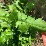 Lactuca quercina पत्ता