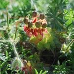 Euphorbia rigida Virág