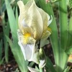 Iris imbricata Flor