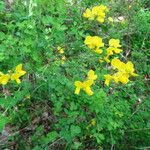 Coronilla vaginalis Leaf