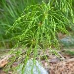 Equisetum sylvaticum Foglia