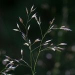 Deschampsia flexuosa Květ