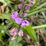 Polygala polygama Λουλούδι