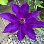 Clematis patensBlodyn