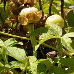 Operculina macrocarpa Gyümölcs