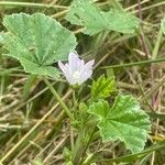 Malva neglecta Květ