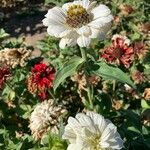 Zinnia elegansЦвят