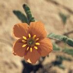 Kallstroemia grandiflora Цвят