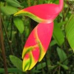 Heliconia caribaea Květ