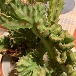 Euphorbia lactea Blad