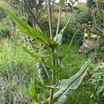 Dipsacus fullonumFlower