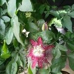 Passiflora cinnabarina 花