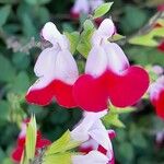 Salvia × jamensis Kukka