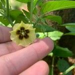 Physalis longifolia 花