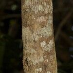 Geniostoma borbonicum Coajă