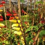 Ipomoea lobata Flower