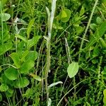 Antennaria dioica অভ্যাস