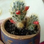 Mammillaria prolifera Листок