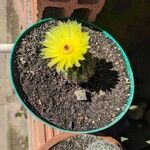 Parodia ottonis Flower