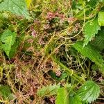 Cuscuta europaea Habit