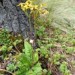 Jacobaea alpina Bloem