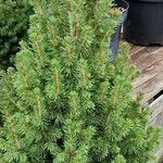 Picea glauca موطن